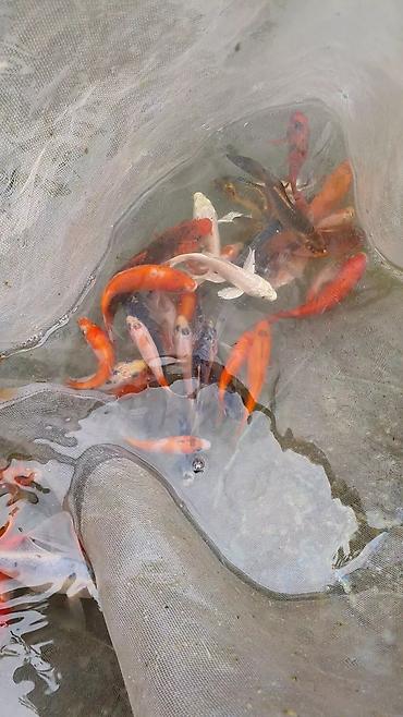 Рыбы: Рыба карп кои японские декоративный разне цветле размер7-10см до 35см — 4