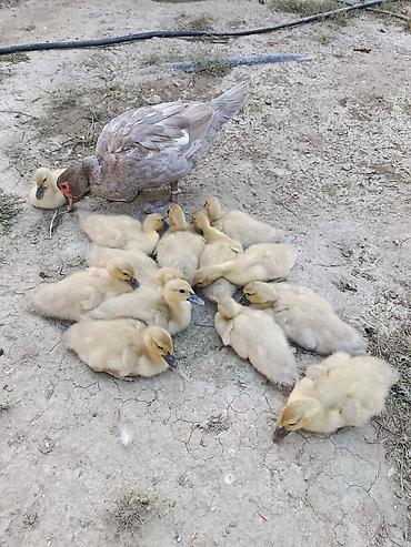 heyatı: Bu müsk ərdəklər, sarı rəngli balaları və gri rəngli böyükləri ilə — 2