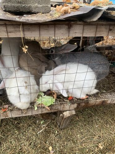 сколько стоит кролик домашний: Продаю | Крольчата | Для разведения