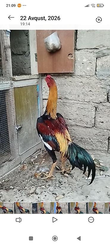 heratı: Herati xorzu 1brbu var 13ayliqdi uvvan ramana gulcly baki riyal alci — 2