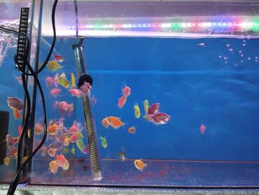 akvarium baliglari: Tam damazliq qarni kurulu terneciya ededi 2 azn hamsini goturen olsa