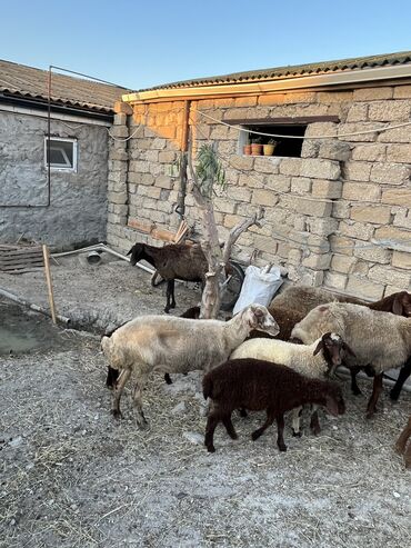 Inəklər, öküzlər: Dişi, il: 1, Damazlıq, Ünvandan götürmə