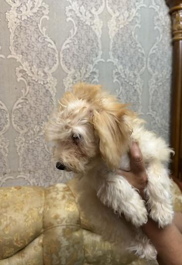 İtlər: Pudel, 3 ay, Erkək, Peyvəndli, Ünvandan götürmə, Ödənişli çatdırılma — 5