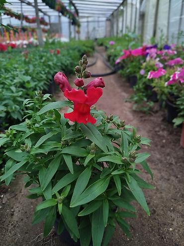 dibcək gul: Petuniya (Petunia) qablarda – müxtəlif rənglər - Rəng çeşidləri: tünd — 7