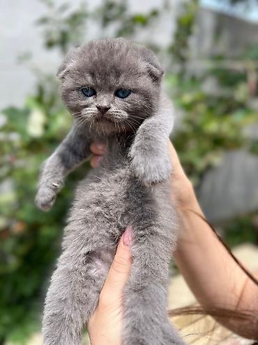 Pişiklər: Şotland — 2