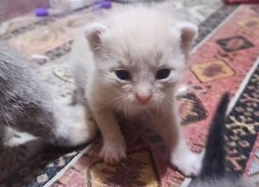 ən ucuz pişiklər: Dişi, Yaxşı əllərə — 1