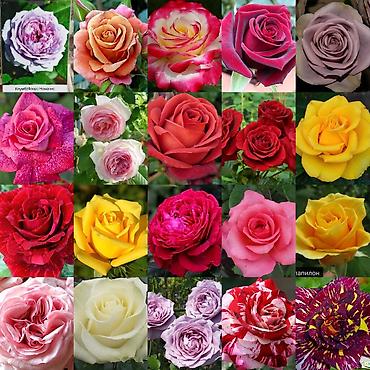 Роза: Продаю Розы ОПТОМ!!! На продажу есть розы в большом количестве разных — 4