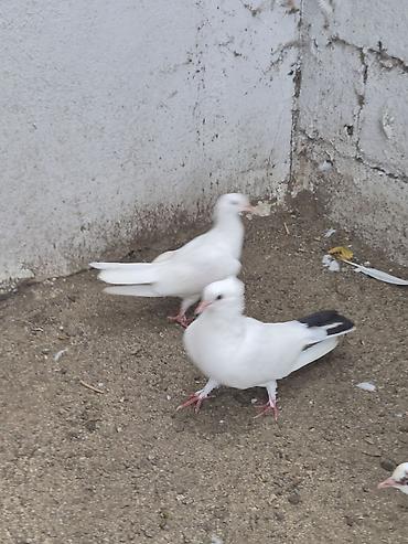 etibarlı ellere pisik: Təmiz Kürdəxanı cinsidi ikisidə.Belə heyvan saxlamıram deyə — 5