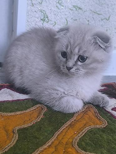 кошка шотландская вислоухая: Шотландский вислоухий котёнок (Scottish Fold) - Окрас — 6