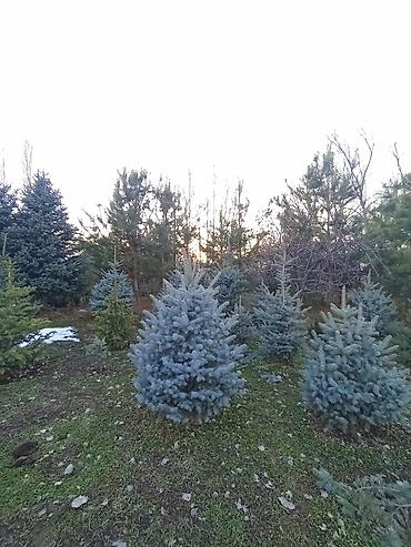 Декоративные деревья: Продаются ели голубые, зелёные, вечнозелёные самшиты, туи, сосны — 15