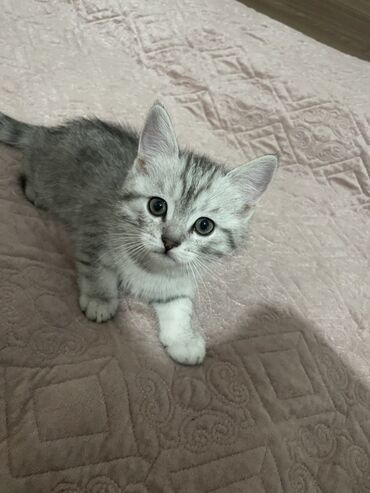 британские плюшевые котята: Продаются котята 🐾 Порода — шотландские, чистокровные (не помесь)