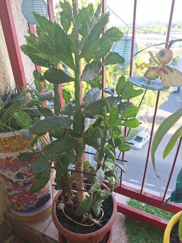ukrasni pamuk: Kaktus cvece ukras doma, vrta, prelepo visine 60cmx30cm!