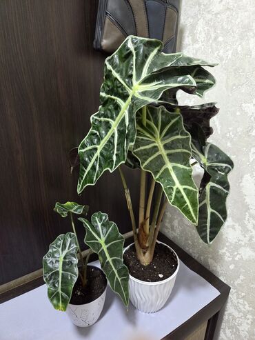 долларовое дерево купить: Комнатное растение Алоказия Полли (Alocasia Polly) в белом горшке. Это