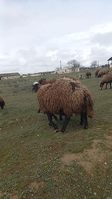 Mal-qara: Qoyun satılır – yerli qara başlı, qəhvəyi yunlu sürü heyvanı - — 3