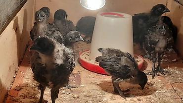 qus: AYAM GEMANI CUCELERI SATISDA
 055 955 05 20 
14AZN — 1