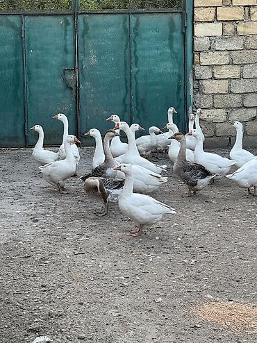 Qırqovul: 6 ayın qazlarıdı arx suyuna mundar suya girməyib 1 dəfədə olsun. Bağlı — 2