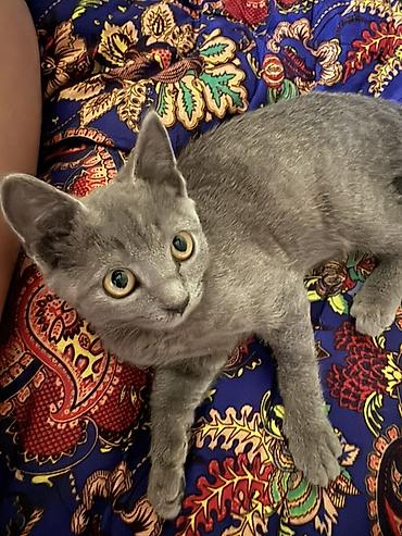 Животные: Котята домашние, короткошёрстные. Описание: - Окрас: есть — 1