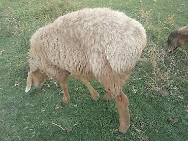 корова самка: Продаю | Баран (самец) | Для разведения — 2