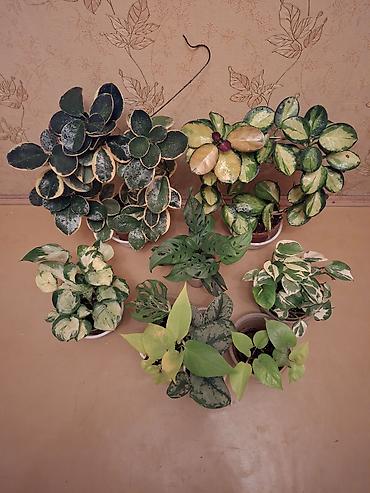 Сингониумы: Коллекция комнатных растений — подборка декоративно-лиственных — 28