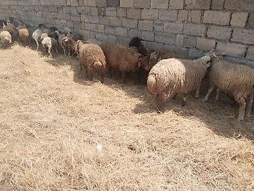 qala cinsi qoyun satilir: Salam tam saglam heyvanlar satilir qoyun quzu keci cepis qoc kime ne — 1