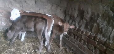 Коровы, быки: Продаю | Бык (самец), Тёлка | Алатауская, Швицкая, Симментальская | Для молока, Для разведения | Искусственник