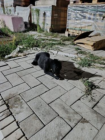 Продажа собак: Овчарка, 2 месяца, Самец — 4