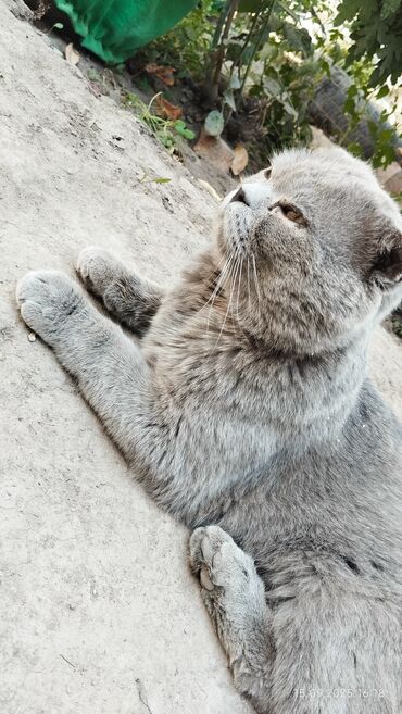 английская короткошерстная кошка: 1 жаш, Эркек, Боз, Лотокко барууга үйрөтүлгөн
