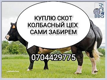 купить кошку в бишкеке: Колбасный цех, Частное лицо : Коровы, быки, Лошади, кони, | Любое состояние, Забитый, На забой, на мясо — 1