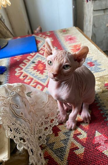 вислоухий шотландец котенок: Сфинкс, Самец