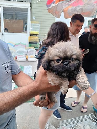 İtlər: Pekines, Sənədli — 8