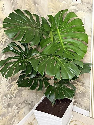 монстера: Монстера делициоза (Monstera deliciosa) в декоративном кашпо - — 1