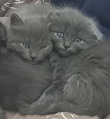 котята веслоухие: 2 месяца, Мальчик, Серый, Приучена к лотку — 5