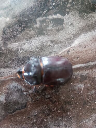 Статуэтки: Gergadan böcəyi satılır 300 AZN əlaqə nömrəsi 0552707450