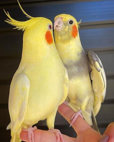 Tutuquşları: Salam. valnisti ve cex cexden donme cex vistivkanin qarisigi adi ile — 8