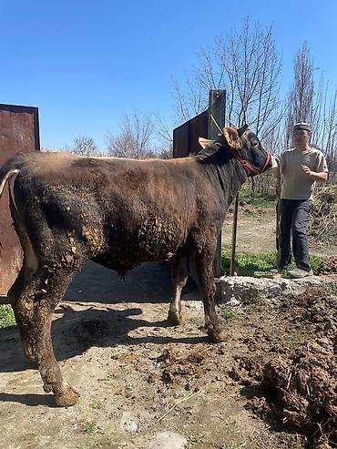 Коровы, быки: Продаю | Бык (самец) | На откорм | Племенные at lalafo.kg — 11 Коровы, быки: Продаю | Бык (самец) | На откорм | Племенные — 11