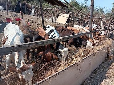 inək necə aya doğur: Dana, buzov, Erkək, ay: 3, 100 kq, Damazlıq, Pulsuz çatdırılma — 3