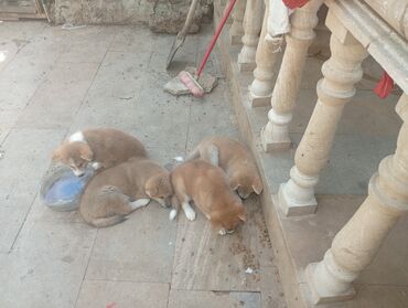 İtlər: Akita-inu, 2 ay, Erkek, Peyvəndli, Ünvandan götürmə, Pulsuz çatdırılma, Ödənişli çatdırılma