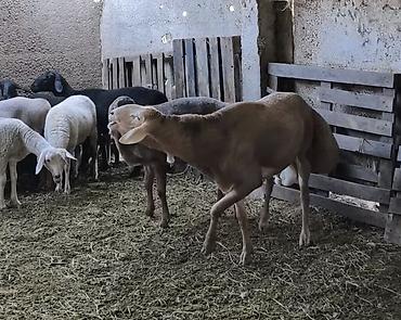 Продам с/х животных: Продаю | Баран (самец) | Арашан | Для разведения | Племенные, Осеменитель — 7