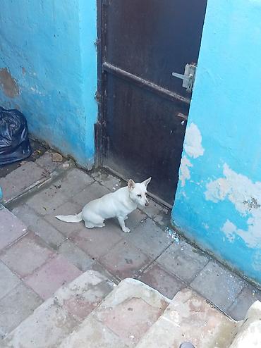 hamster yuvasi: Dişi zvanok it, 10 aylqdı,, həyətə necə lazımdısa qoruryur pişik — 5