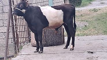 Inəklər, öküzlər: Dör baş bordaqlıq erkək cins danalar satılır — 20