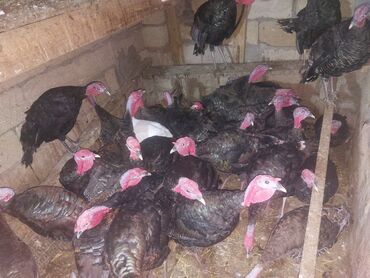 səbzi quşu: Amerkan bornoz 5 ayliq ceksi 6kg 4kg 5kg