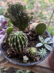 Xalçalar: Xalça -da lalafo.az — 38 Xalçalar: Xalça — 38