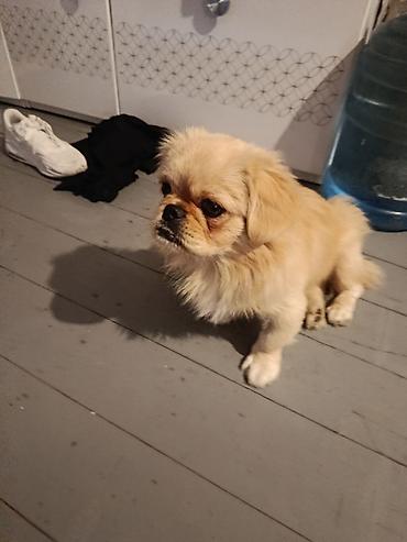 it tuklu: Pekines, 6 ay, Erkək, Peyvəndli, Ödənişli çatdırılma — 2
