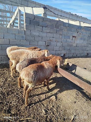 Баран, овца: Продаю | Овца (самка) | Эдильбаевская | Для разведения at lalafo.kg — 4 Баран, овца: Продаю | Овца (самка) | Эдильбаевская | Для разведения — 4