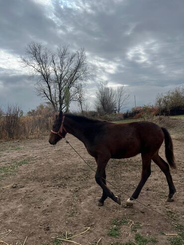 дом животные: Продаю | Кобыла (самка) | Для разведения | Племенные