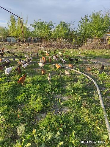 Toyuqlar: Toyuq, Ətlik -da lalafo.az — 8 Toyuqlar: Toyuq, Ətlik — 8