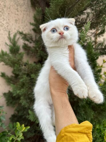 Pişiklər: Şotland yastı qulaq, Erkək, Dişi, Yaxşı əllərə, Ünvandan götürmə, Pulsuz çatdırılma, Ödənişli çatdırılma — 152