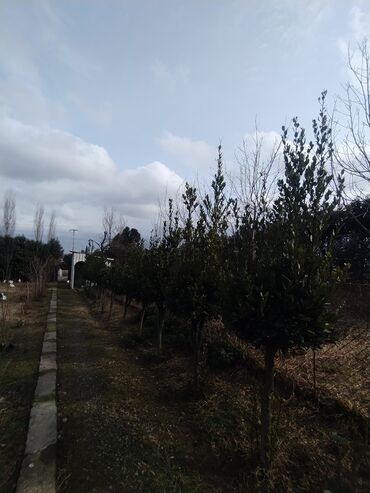 Ağaclar: İlin 12 ayı həmişə yaşıl dekorativ ağaclar yarpaqları tökülmür bu -da lalafo.az — 14 Ağaclar: İlin 12 ayı həmişə yaşıl dekorativ ağaclar yarpaqları tökülmür bu — 14