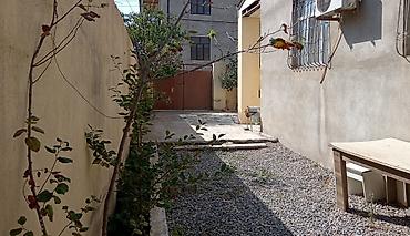 Qonaq otağı dəstləri: Klassik üslubda qonaq otağı dəsti Mebel komplekti: - 3 nəfərlik geniş — 34