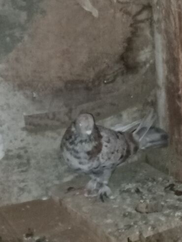 Göyərçinlər: Müxtəlif rənglərdə iki göyərçin təklif olunur. Biri gənc, qəhvəyi, boz — 17